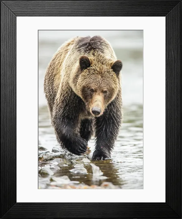 Framed Print : Grizzly bear (Ursus arctos)- Hunting sockeye salmon along the shore of the Chilko River, Chilcotin Wilderness, BC Interior, Canada Framed Print : Grizzly bear (Ursus arctos)- Hunting sockeye salmon along the shore of the Chilko River, Chilcotin Wilderness, BC Interior, Canada