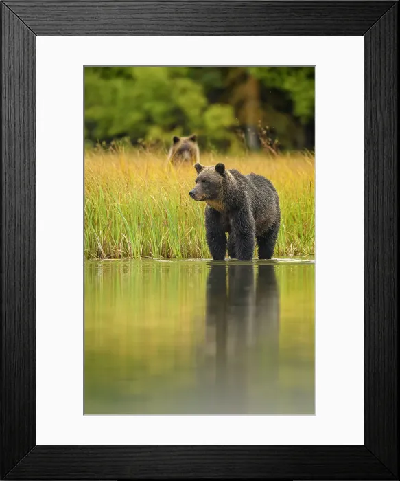 Framed Print : Grizzly bear (Ursus arctos)- Mother bear hunting sockeye salmon spawning in the Chilko River, Chilcotin Wilderness, BC Interior, Canada Framed Print : Grizzly bear (Ursus arctos)- Mother bear hunting sockeye salmon spawning in the Chilko River, Chilcotin Wilderness, BC Interior, Canada