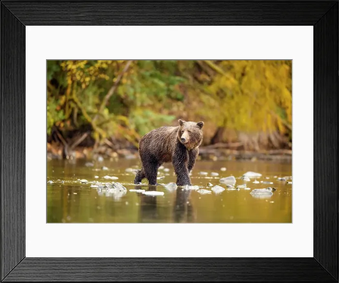 Framed Print : Grizzly bear (Ursus arctos)- Hunting sockeye salmon along the shore of the Chilko River, Chilcotin Wilderness, BC Interior, Canada