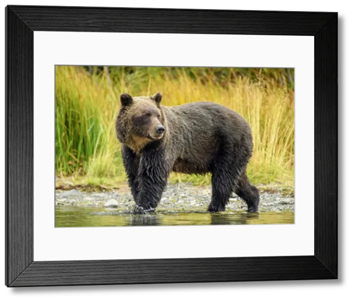 Framed Print : Grizzly bear (Ursus arctos)- Mother bear hunting sockeye salmon spawning in the Chilko River, Chilcotin Wilderness, BC Interior, Canada Framed Print : Grizzly bear (Ursus arctos)- Mother bear hunting sockeye salmon spawning in the Chilko River, Chilcotin Wilderness, BC Interior, Canada