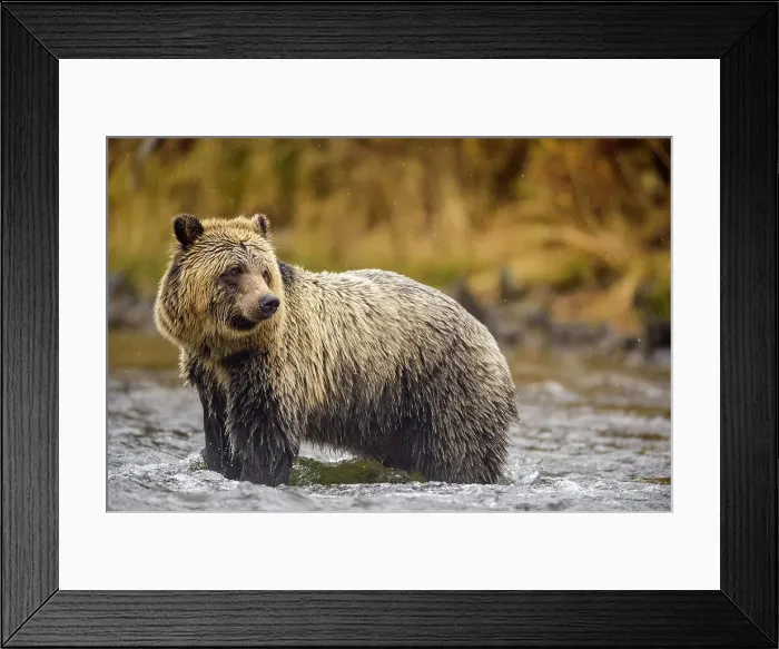Framed Print : Grizzly bear (Ursus arctos)- Hunting sockeye salmon along the shore of the Chilko River, Chilcotin Wilderness, BC Interior, Canada Framed Print : Grizzly bear (Ursus arctos)- Hunting sockeye salmon along the shore of the Chilko River, Chilcotin Wilderness, BC Interior, Canada