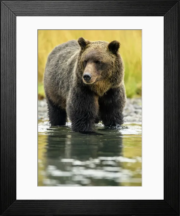 Framed Print : Grizzly bear (Ursus arctos)- Mother bear hunting sockeye salmon spawning in the Chilko River, Chilcotin Wilderness, BC Interior, Canada Framed Print : Grizzly bear (Ursus arctos)- Mother bear hunting sockeye salmon spawning in the Chilko River, Chilcotin Wilderness, BC Interior, Canada