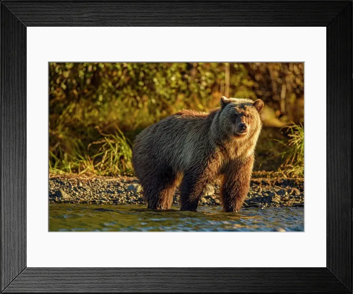 Framed Print : Grizzly bear (Ursus arctos)- Attracted to a sockeye salmon run in the Chilko River, Chilcotin Wilderness, BC Interior, Canada Framed Print : Grizzly bear (Ursus arctos)- Attracted to a sockeye salmon run in the Chilko River, Chilcotin Wilderness, BC Interior, Canada