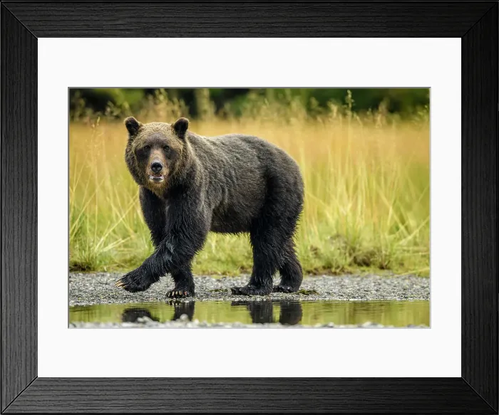 Framed Print : Grizzly bear (Ursus arctos)- Mother bear hunting sockeye salmon spawning in the Chilko River, Chilcotin Wilderness, BC Interior, Canada Framed Print : Grizzly bear (Ursus arctos)- Mother bear hunting sockeye salmon spawning in the Chilko River, Chilcotin Wilderness, BC Interior, Canada