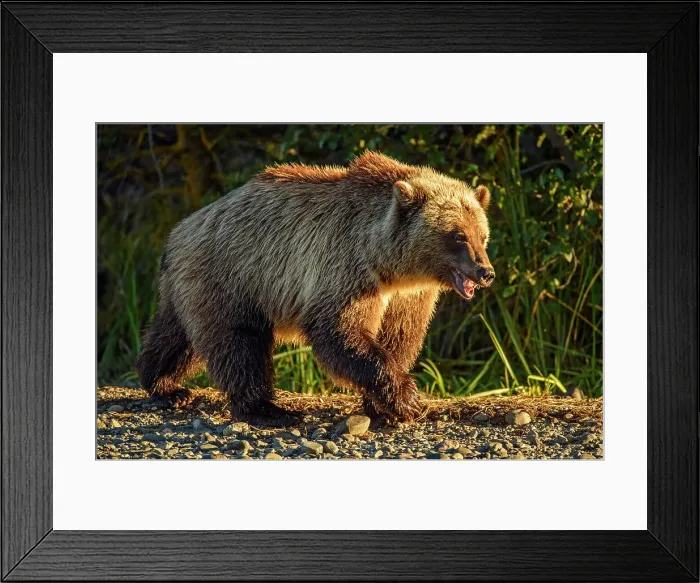 Framed Print : Grizzly bear (Ursus arctos)- Attracted to a sockeye salmon run in the Chilko River, Chilcotin Wilderness, BC Interior, Canada Framed Print : Grizzly bear (Ursus arctos)- Attracted to a sockeye salmon run in the Chilko River, Chilcotin Wilderness, BC Interior, Canada