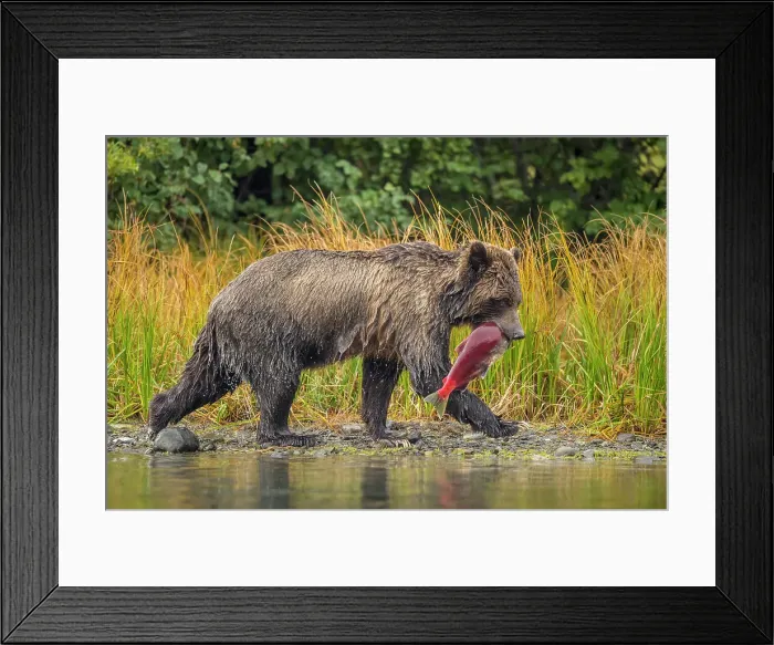 Framed Print : Grizzly bear (Ursus arctos)- Mother bear with spawning sockeye salmon retrieved from the Chilko River, Chilcotin Wilderness, BC Interior, Canada Framed Print : Grizzly bear (Ursus arctos)- Mother bear with spawning sockeye salmon retrieved from the Chilko River, Chilcotin Wilderness, BC Interior, Canada