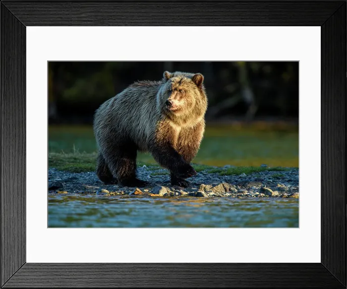 Framed Print : Grizzly bear (Ursus arctos)- Attracted to a sockeye salmon run in the Chilko River, Chilcotin Wilderness, BC Interior, Canada Framed Print : Grizzly bear (Ursus arctos)- Attracted to a sockeye salmon run in the Chilko River, Chilcotin Wilderness, BC Interior, Canada