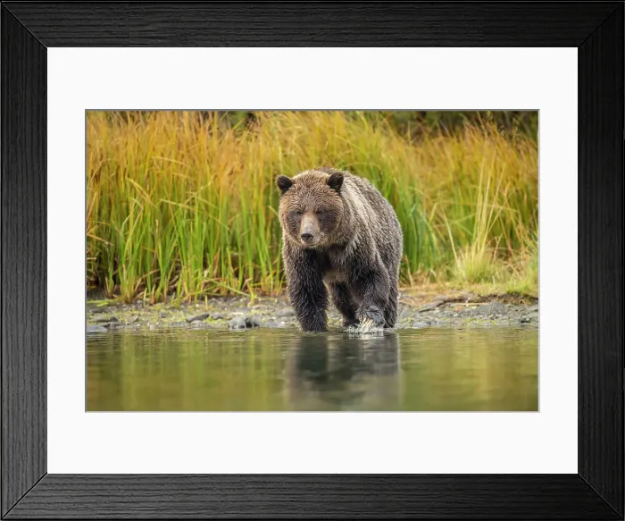 Framed Print : Grizzly bear (Ursus arctos)- Hunting sockeye salmon spawning in the Chilko River, Chilcotin Wilderness, BC Interior, Canada Framed Print : Grizzly bear (Ursus arctos)- Hunting sockeye salmon spawning in the Chilko River, Chilcotin Wilderness, BC Interior, Canada