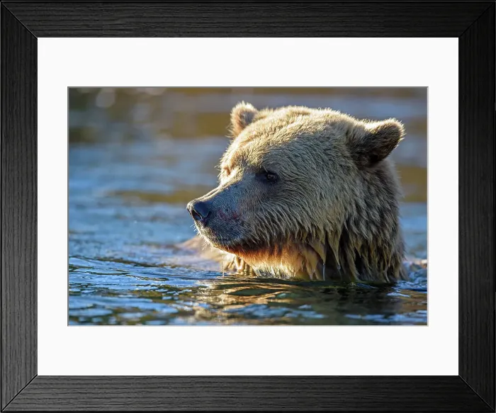 Framed Print : Grizzly bear (Ursus arctos)- Attracted to a sockeye salmon run in the Chilko River, Chilcotin Wilderness, BC Interior, Canada Framed Print : Grizzly bear (Ursus arctos)- Attracted to a sockeye salmon run in the Chilko River, Chilcotin Wilderness, BC Interior, Canada