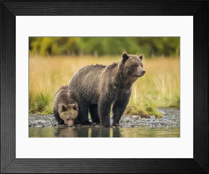 Framed Print : Grizzly bear (Ursus arctos)- Mother and first year cub hunting sockeye salmon spawning in the Chilko River, Chilcotin Wilderness, BC Interior, Canada Framed Print : Grizzly bear (Ursus arctos)- Mother and first year cub hunting sockeye salmon spawning in the Chilko River, Chilcotin Wilderness, BC Interior, Canada