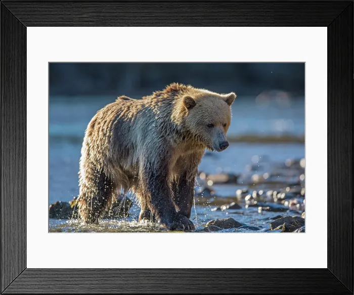 Framed Print : Grizzly bear (Ursus arctos)- Hunting for spawning sockeye salmon in the Chilko River, Chilcotin Wilderness, BC Interior, Canada Framed Print : Grizzly bear (Ursus arctos)- Hunting for spawning sockeye salmon in the Chilko River, Chilcotin Wilderness, BC Interior, Canada