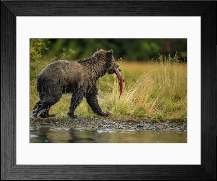 Framed Print : Grizzly bear (Ursus arctos)- Mother bear with spawning sockeye salmon retrieved from the Chilko River, Chilcotin Wilderness, BC Interior, Canada Framed Print : Grizzly bear (Ursus arctos)- Mother bear with spawning sockeye salmon retrieved from the Chilko River, Chilcotin Wilderness, BC Interior, Canada