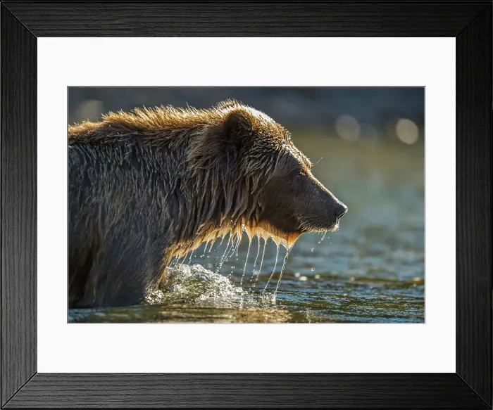 Framed Print : Grizzly bear (Ursus arctos)- Hunting for spawning sockeye salmon in the Chilko River, Chilcotin Wilderness, BC Interior, Canada