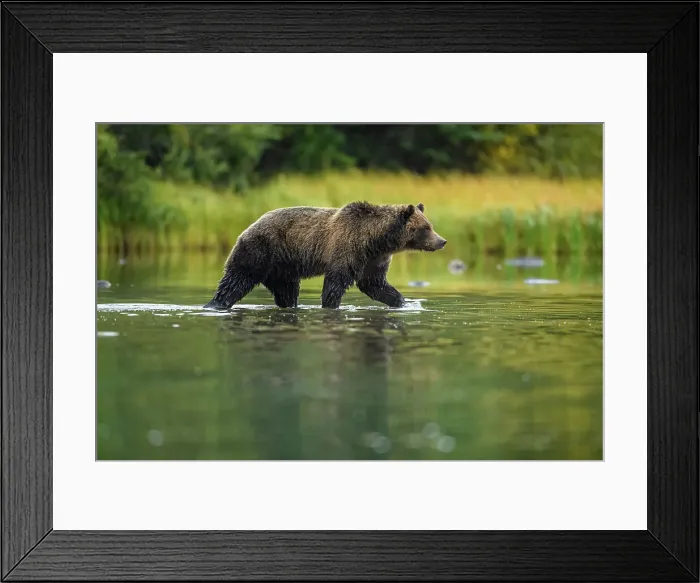 Framed Print : Grizzly bear (Ursus arctos)- Hunting sockeye salmon spawning in the Chilko River, Chilcotin Wilderness, BC Interior, Canada Framed Print : Grizzly bear (Ursus arctos)- Hunting sockeye salmon spawning in the Chilko River, Chilcotin Wilderness, BC Interior, Canada