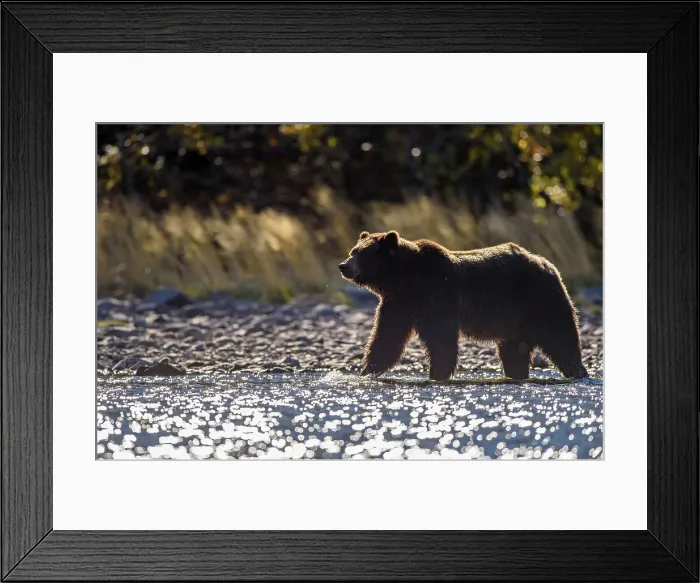 Framed Print : Grizzly bear (Ursus arctos)- Hunting sockeye salmon along the shore of the Chilko River, Chilcotin Wilderness, BC Interior, Canada Framed Print : Grizzly bear (Ursus arctos)- Hunting sockeye salmon along the shore of the Chilko River, Chilcotin Wilderness, BC Interior, Canada