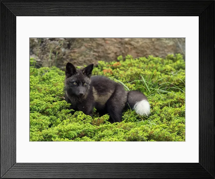 Framed Print : Red fox (Vulpes vulpes). Melanistic black morph, Fogo, Newfoundland and Labrador NL, Canada