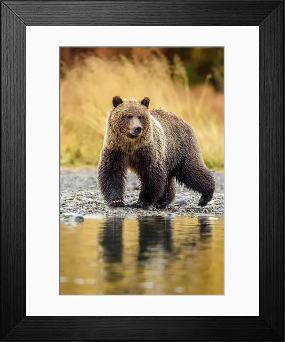 Framed Print : Grizzly bear (Ursus arctos)- Hunting sockeye salmon along the shore of the Chilko River, Chilcotin Wilderness, BC Interior, Canada Framed Print : Grizzly bear (Ursus arctos)- Hunting sockeye salmon along the shore of the Chilko River, Chilcotin Wilderness, BC Interior, Canada