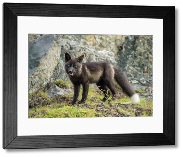 Framed Print : Red fox (Vulpes vulpes). Melanistic black morph, Fogo, Newfoundland and Labrador NL, Canada Framed Print : Red fox (Vulpes vulpes). Melanistic black morph, Fogo, Newfoundland and Labrador NL, Canada
