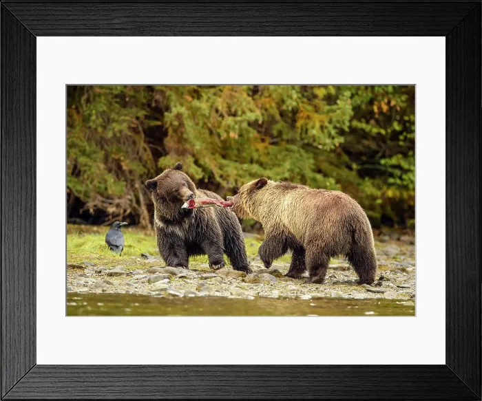 Framed Print : Grizzly bear (Ursus arctos)- Siblings fighting over a salmon carcass, Chilcotin Wilderness, BC Interior, Canada Framed Print : Grizzly bear (Ursus arctos)- Siblings fighting over a salmon carcass, Chilcotin Wilderness, BC Interior, Canada