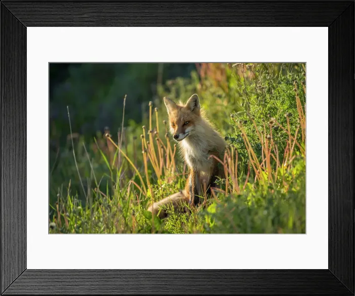 Framed Print : Red fox (Vulpes vulpes). Crow Head, Newfoundland and Labrador NL, Canada Framed Print : Red fox (Vulpes vulpes). Crow Head, Newfoundland and Labrador NL, Canada