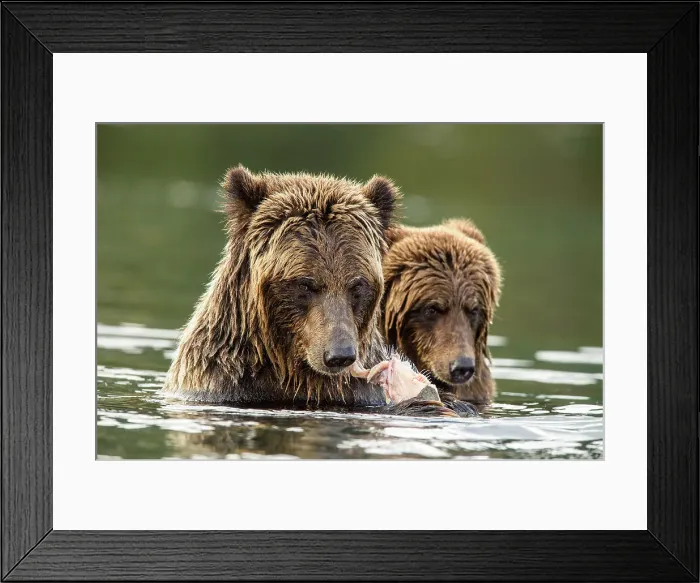 Framed Print : Grizzly bear (Ursus arctos)- Eating sockeye salmon in the Chilko River, Chilcotin Wilderness, Ontario, Canada Framed Print : Grizzly bear (Ursus arctos)- Eating sockeye salmon in the Chilko River, Chilcotin Wilderness, Ontario, Canada