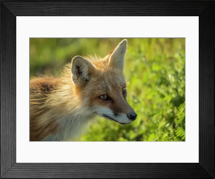 Framed Print : Red fox (Vulpes vulpes). Crow Head, Newfoundland and Labrador NL, Canada Framed Print : Red fox (Vulpes vulpes). Crow Head, Newfoundland and Labrador NL, Canada