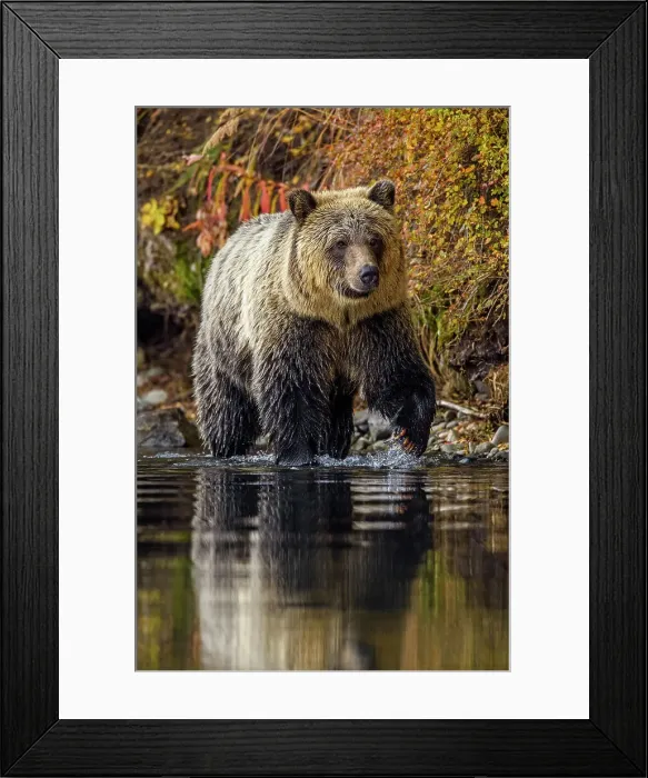 Framed Print : Grizzly bear (Ursus arctos)- Attracted to a sockeye salmon run in the Chilko River, Chilcotin Wilderness, Ontario, Canada Framed Print : Grizzly bear (Ursus arctos)- Attracted to a sockeye salmon run in the Chilko River, Chilcotin Wilderness, Ontario, Canada