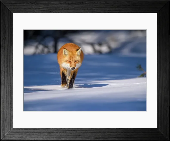 Framed Print : Red fox (Vulpes vulpes). Algonquin Provincial Park, Ontario, Canada Framed Print : Red fox (Vulpes vulpes). Algonquin Provincial Park, Ontario, Canada