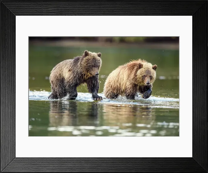 Framed Print : Grizzly bear (Ursus arctos)- Hunting sockeye salmon along the shore of the Chilko River, Chilcotin Wilderness, Ontario, Canada Framed Print : Grizzly bear (Ursus arctos)- Hunting sockeye salmon along the shore of the Chilko River, Chilcotin Wilderness, Ontario, Canada