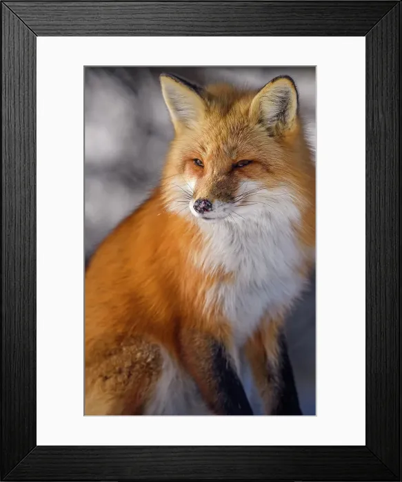 Framed Print : Red fox (Vulpes vulpes). Algonquin Provincial Park, Ontario, Canada Framed Print : Red fox (Vulpes vulpes). Algonquin Provincial Park, Ontario, Canada