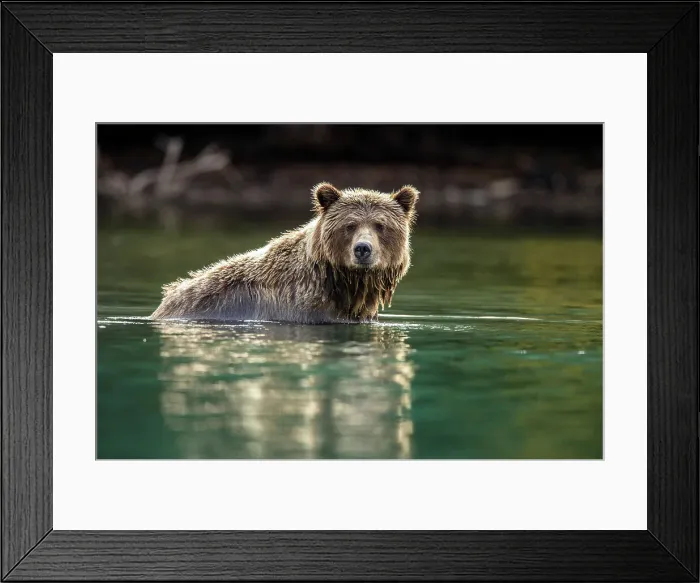 Framed Print : Grizzly bear (Ursus arctos)- Hunting for sockeye salmon in the Chilko River, Chilcotin Wilderness, BC Interior, Canada Framed Print : Grizzly bear (Ursus arctos)- Hunting for sockeye salmon in the Chilko River, Chilcotin Wilderness, BC Interior, Canada
