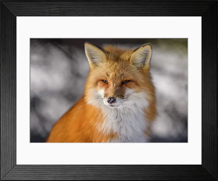 Framed Print : Red fox (Vulpes vulpes). Algonquin Provincial Park, Ontario, Canada Framed Print : Red fox (Vulpes vulpes). Algonquin Provincial Park, Ontario, Canada
