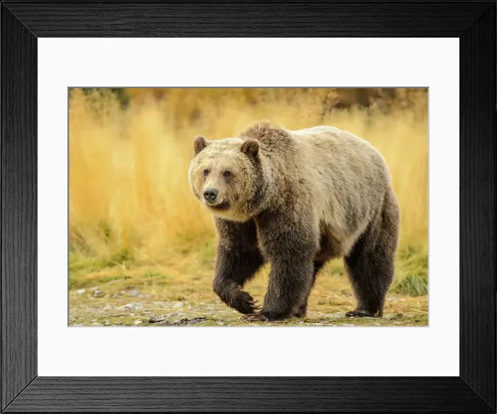 Framed Print : Grizzly bear (Ursus arctos)- Resting in grass on the shore of the Chilko River, Chilcotin Wilderness, BC Interior, Canada Framed Print : Grizzly bear (Ursus arctos)- Resting in grass on the shore of the Chilko River, Chilcotin Wilderness, BC Interior, Canada