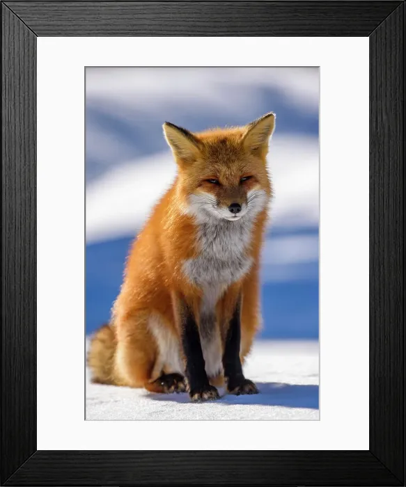 Framed Print : Red fox (Vulpes vulpes). Algonquin Provincial Park, Ontario, Canada Framed Print : Red fox (Vulpes vulpes). Algonquin Provincial Park, Ontario, Canada
