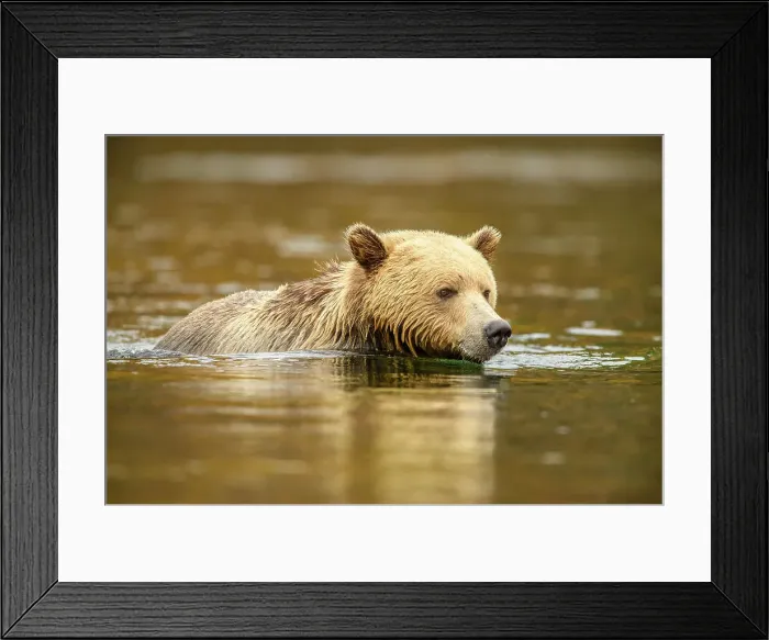 Framed Print : Grizzly bear (Ursus arctos)- Hunting for sockeye salmon in the Chilko River, Chilcotin Wilderness, BC Interior, Canada Framed Print : Grizzly bear (Ursus arctos)- Hunting for sockeye salmon in the Chilko River, Chilcotin Wilderness, BC Interior, Canada