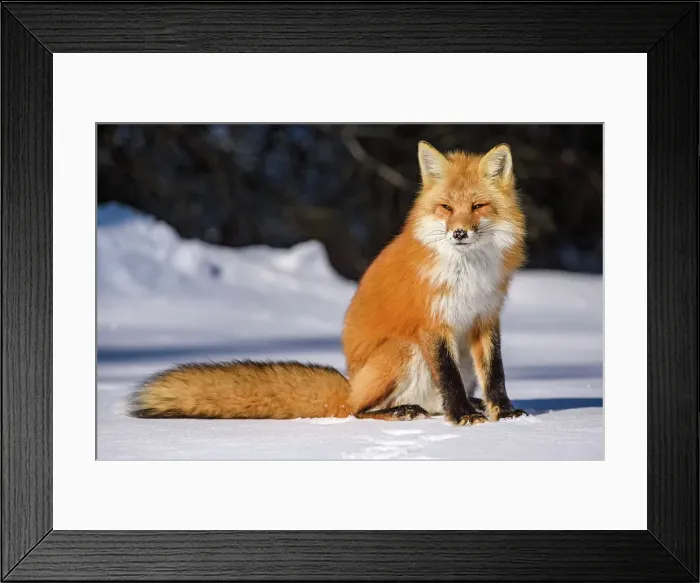 Framed Print : Red fox (Vulpes vulpes). Algonquin Provincial Park, Ontario, Canada Framed Print : Red fox (Vulpes vulpes). Algonquin Provincial Park, Ontario, Canada