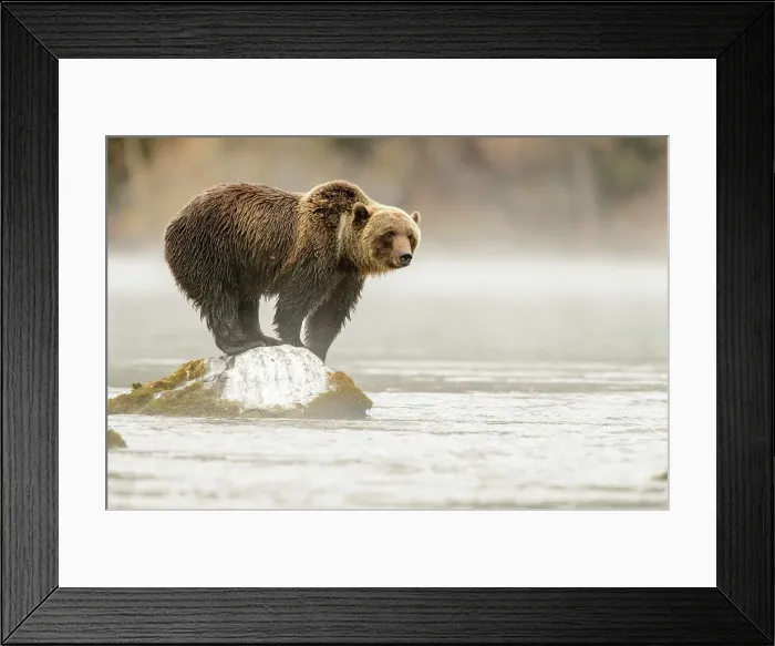 Framed Print : Grizzly bear (Ursus arctos)- Attracted to a sockeye salmon run in the Chilko River, Chilcotin Wilderness, BC Interior, Canada Framed Print : Grizzly bear (Ursus arctos)- Attracted to a sockeye salmon run in the Chilko River, Chilcotin Wilderness, BC Interior, Canada