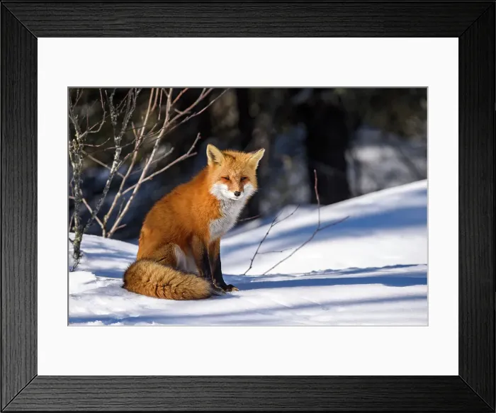 Framed Print : Red fox (Vulpes vulpes). Algonquin Provincial Park, Ontario, Canada Framed Print : Red fox (Vulpes vulpes). Algonquin Provincial Park, Ontario, Canada