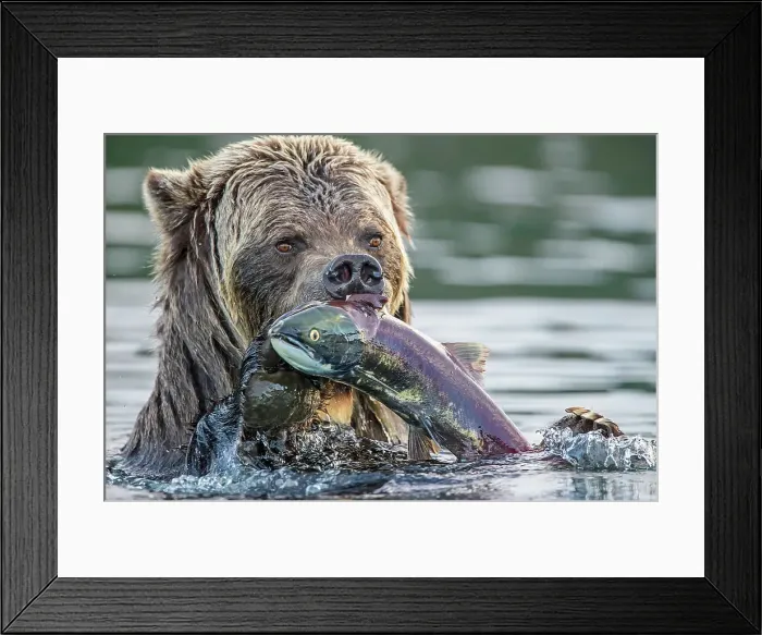 Framed Print : Grizzly bear (Ursus arctos)- Eating sockeye salmon in the Chilko River, Chilcotin Wilderness, BC Interior, Canada Framed Print : Grizzly bear (Ursus arctos)- Eating sockeye salmon in the Chilko River, Chilcotin Wilderness, BC Interior, Canada