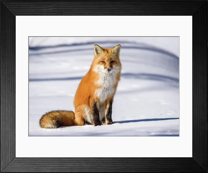 Framed Print : Red fox (Vulpes vulpes). Algonquin Provincial Park, Ontario, Canada Framed Print : Red fox (Vulpes vulpes). Algonquin Provincial Park, Ontario, Canada