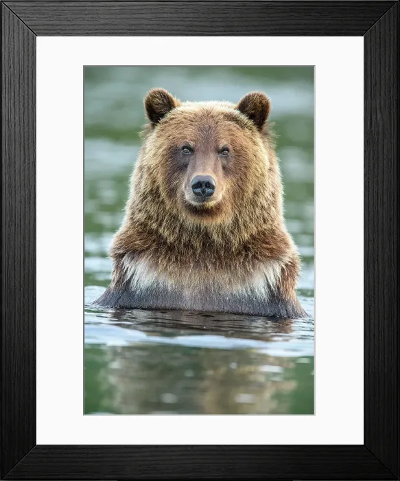 Framed Print : Grizzly bear (Ursus arctos)- Hunting for spawning sockeye salmon in the Chilko River, Chilcotin Wilderness, BC Interior, Canada Framed Print : Grizzly bear (Ursus arctos)- Hunting for spawning sockeye salmon in the Chilko River, Chilcotin Wilderness, BC Interior, Canada