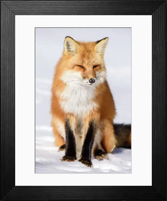 Framed Print : Red fox (Vulpes vulpes). Algonquin Provincial Park, Ontario, Canada Framed Print : Red fox (Vulpes vulpes). Algonquin Provincial Park, Ontario, Canada