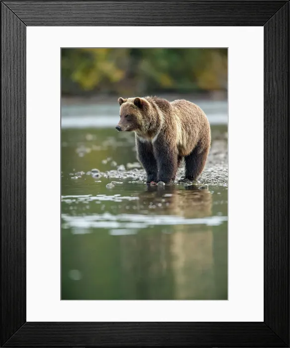 Framed Print : Grizzly bear (Ursus arctos)- Attracted to a sockeye salmon run in the Chilko River, Chilcotin Wilderness, BC Interior, Canada Framed Print : Grizzly bear (Ursus arctos)- Attracted to a sockeye salmon run in the Chilko River, Chilcotin Wilderness, BC Interior, Canada