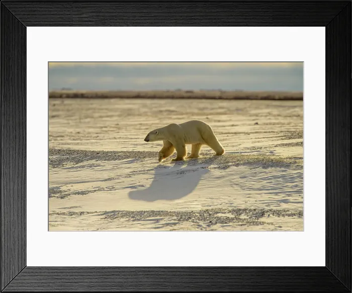 Framed Print : Polar Bear (Ursus maritimus) Wandering Hudson Bay coast waiting for sea ice, Wapusk NP, Cape Churchill, Manitoba, Canada Framed Print : Polar Bear (Ursus maritimus) Wandering Hudson Bay coast waiting for sea ice, Wapusk NP, Cape Churchill, Manitoba, Canada