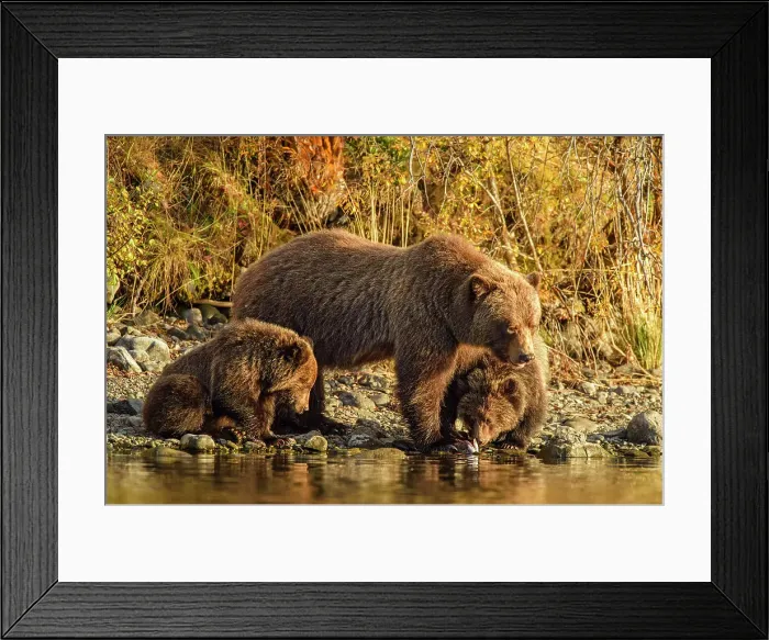 Framed Print : Grizzly bear (Ursus arctos)- Family hunting for spawning sockeye salmon along shore of the Chilko River, Chilcotin Wilderness, BC Interior, Canada Framed Print : Grizzly bear (Ursus arctos)- Family hunting for spawning sockeye salmon along shore of the Chilko River, Chilcotin Wilderness, BC Interior, Canada