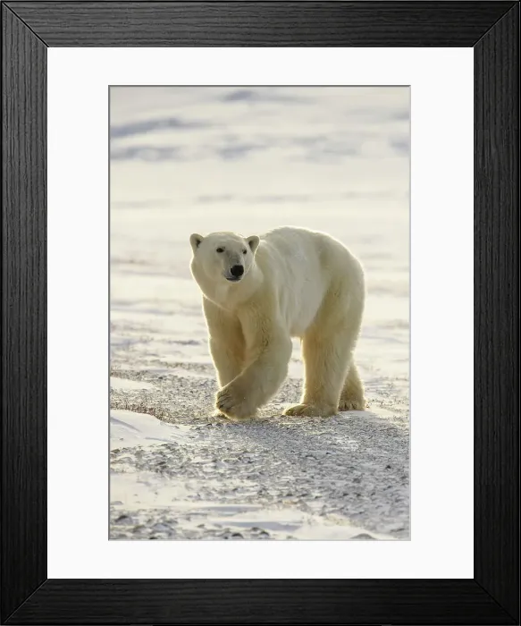 Framed Print : Polar Bear (Ursus maritimus) Curious individual approaching, Wapusk NP, Cape Churchill, Manitoba, Canada Framed Print : Polar Bear (Ursus maritimus) Curious individual approaching, Wapusk NP, Cape Churchill, Manitoba, Canada