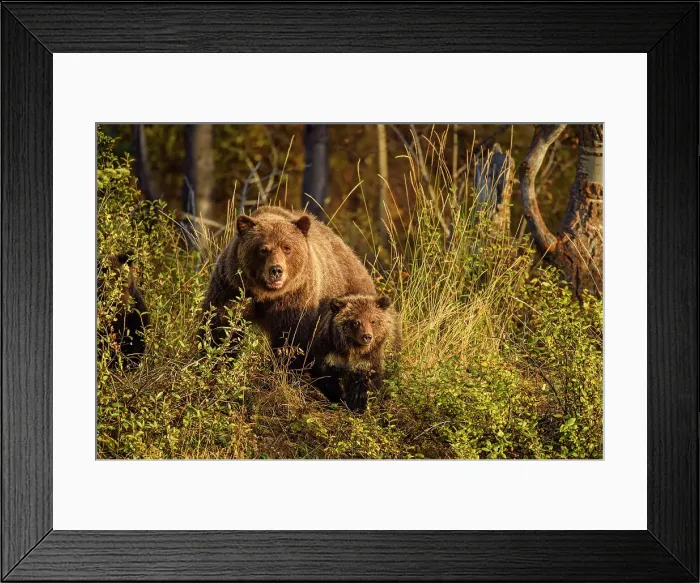 Framed Print : Grizzly bear (Ursus arctos)- Family of mother and cubs resting in the woods above the Chilko River, Chilcotin Wilderness, BC Interior, Canada Framed Print : Grizzly bear (Ursus arctos)- Family of mother and cubs resting in the woods above the Chilko River, Chilcotin Wilderness, BC Interior, Canada