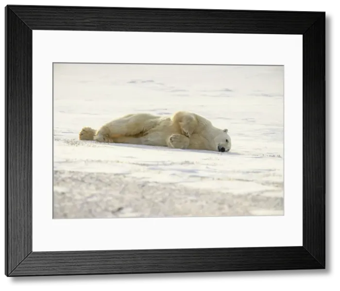 Framed Print : Polar Bear (Ursus maritimus) Grooming behaviour, Wapusk NP, Cape Churchill, Manitoba, Canada