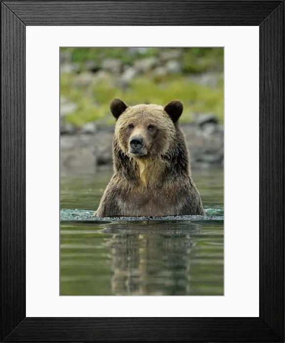 Framed Print : Grizzly bear (Ursus arctos)- Hunting spawning sockeye salmon in a salmon river, Chilcotin Wilderness, BC Interior, Canada Framed Print : Grizzly bear (Ursus arctos)- Hunting spawning sockeye salmon in a salmon river, Chilcotin Wilderness, BC Interior, Canada