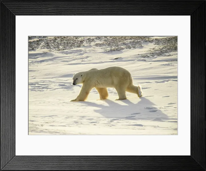 Framed Print : Polar Bear (Ursus maritimus) Curious individual approaching, Wapusk NP, Cape Churchill, Manitoba, Canada Framed Print : Polar Bear (Ursus maritimus) Curious individual approaching, Wapusk NP, Cape Churchill, Manitoba, Canada